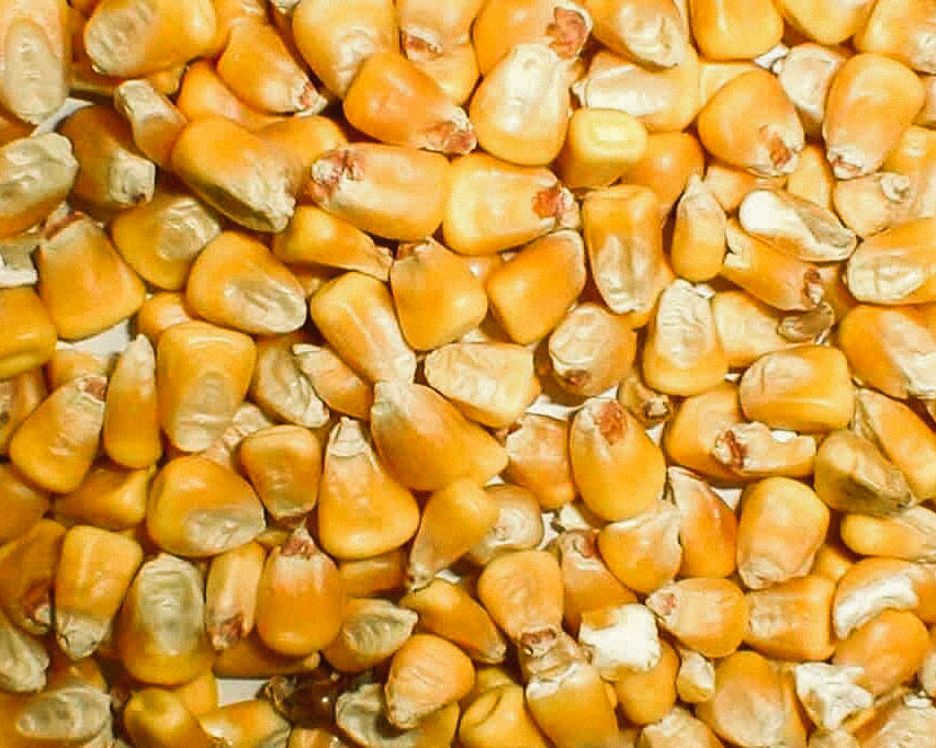 kukorica 2